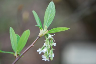 Osmaronia cerasiformis - vonivka třešňová - jarní větévka